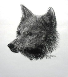 804 'WOLF HEAD' PAUL DOWNING CROSS STITCH PATTERN